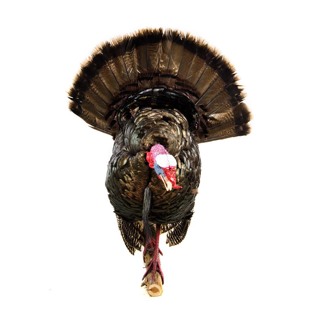 Eastern Wild Turkey Life-Size Taxidermy Mount (1 of 20)