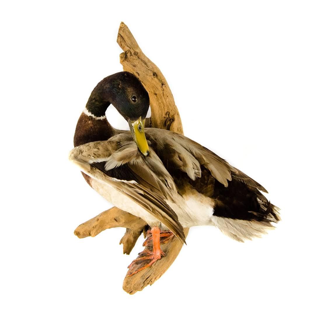 Mallard Duck Waterfowl Life-Size Taxidermy Mount (1 of 16)