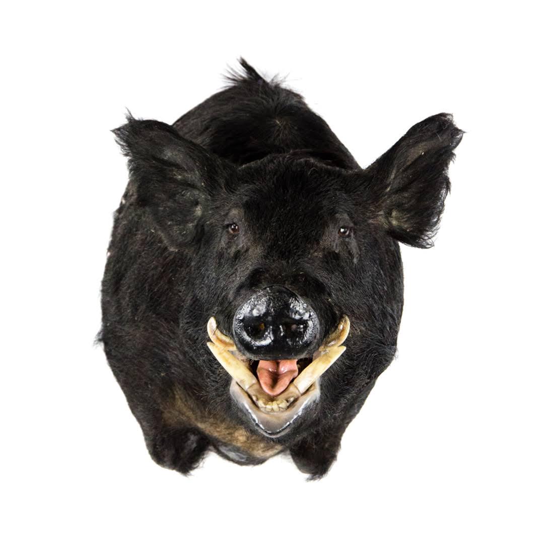 Wild Boar Head Taxidermy Mount (1 of 16)
