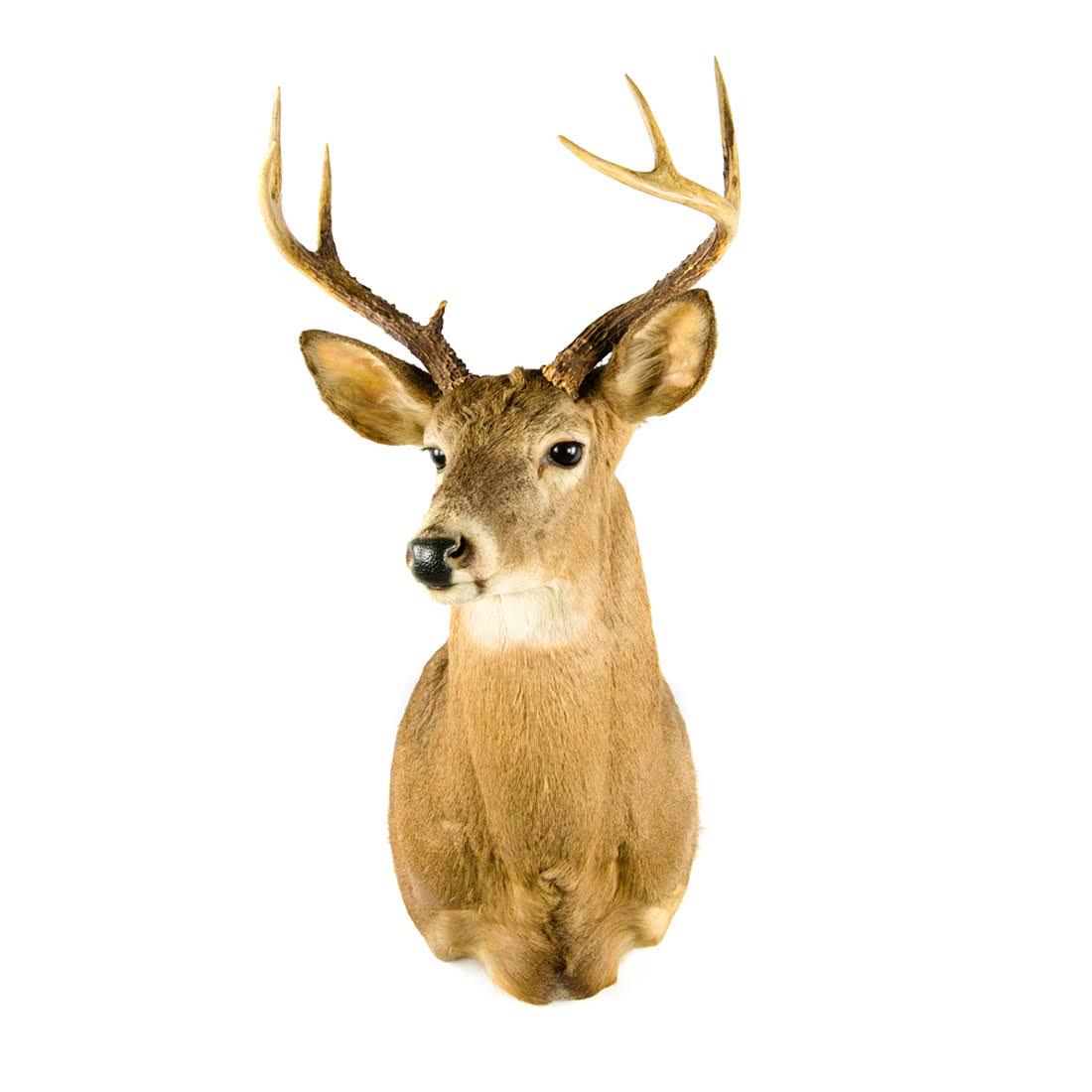 Seven-Point Whitetail Deer Head Taxidermy Mount (1 of 16)