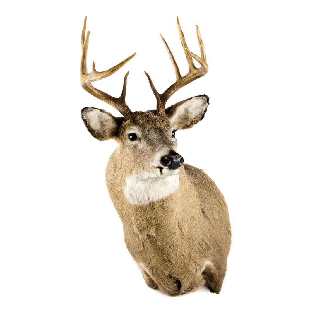 Eleven-Point Whitetail Deer Head Taxidermy Mount (1 of 14)