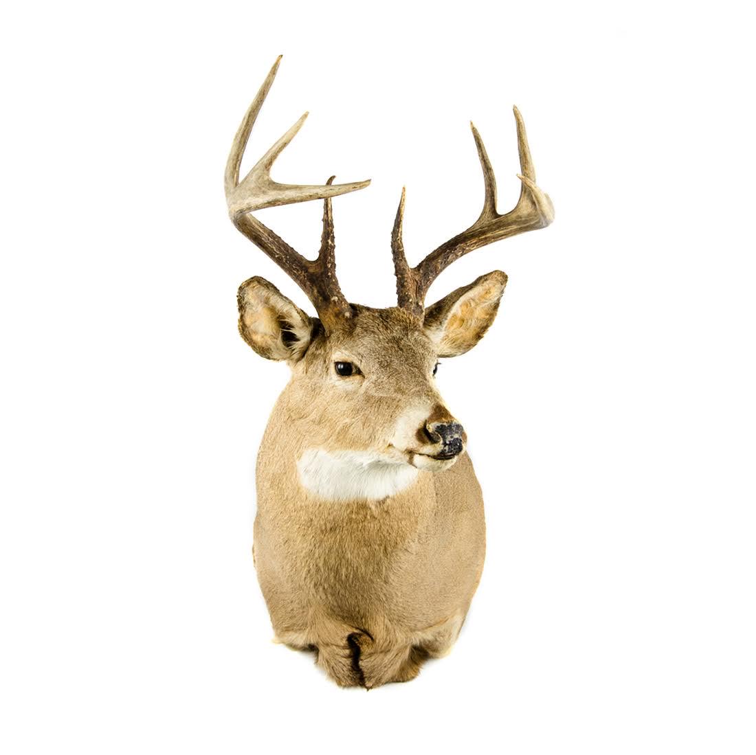 Eight-Point Whitetail Deer Head Taxidermy Mount (1 of 16)