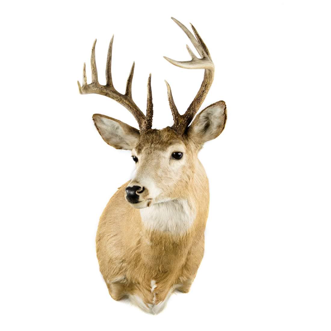 Twelve-Point Whitetail Deer Head Taxidermy Mount (1 of 14)