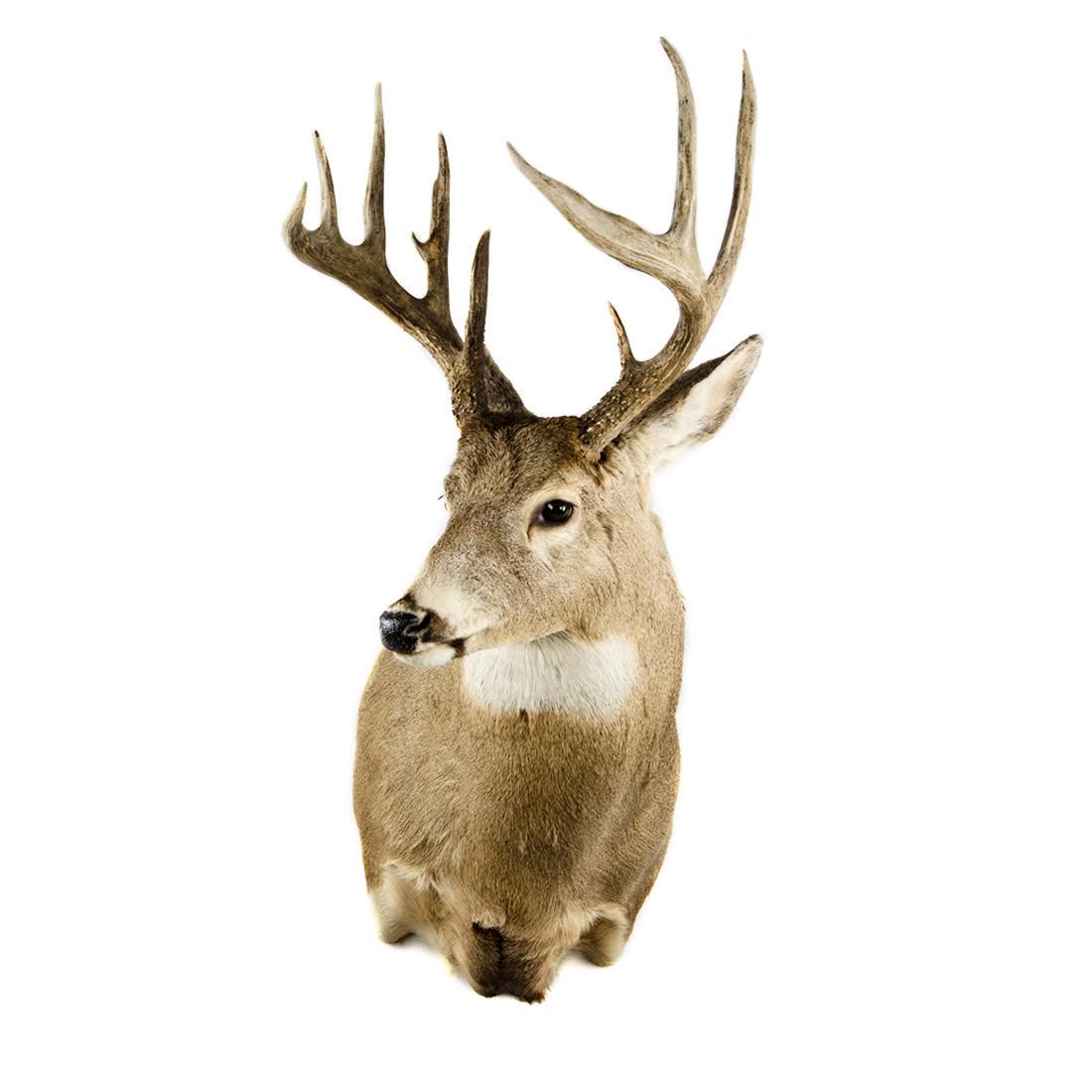 Ten-Point Whitetail Deer Head Taxidermy Mount (1 of 15)