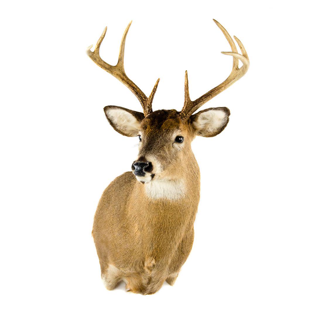 Eight-Point Whitetail Deer Head Taxidermy Mount (1 of 15)