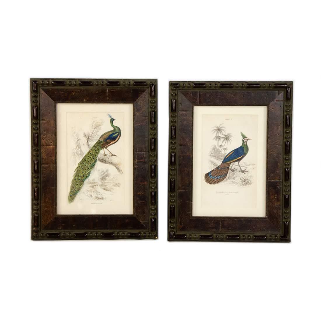 Antique Hand-Colored Peacock Engravings by Lizars (1 of 13)