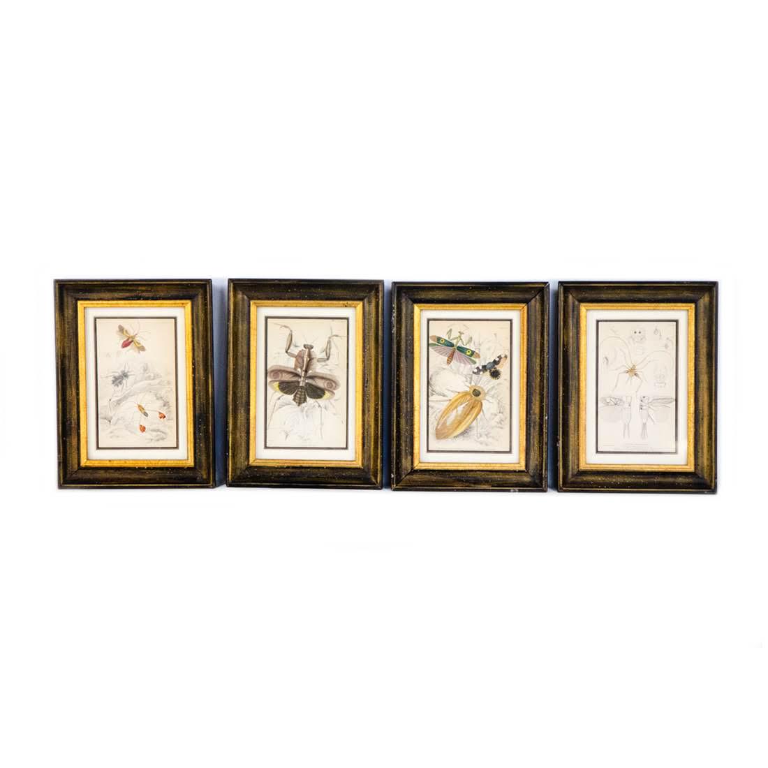 Antique Hand-Colored Insect Engravings by Lizars (1 of 12)