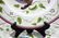 Lynn Chase "Parrots of Paradise" Dinner Plates Set of - 6