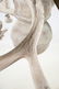 Stag Antler French Provincial 5 Light Chandelier - 10