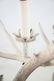 Stag Antler French Provincial 5 Light Chandelier - 11
