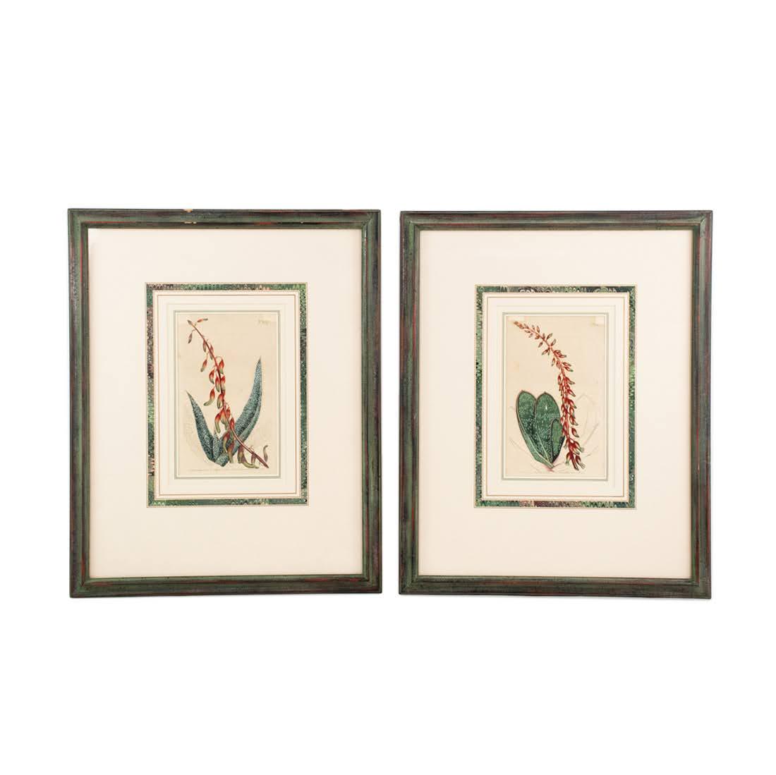 Pair of William Curtis Handcolored Botanical Etchings (1 of 19)
