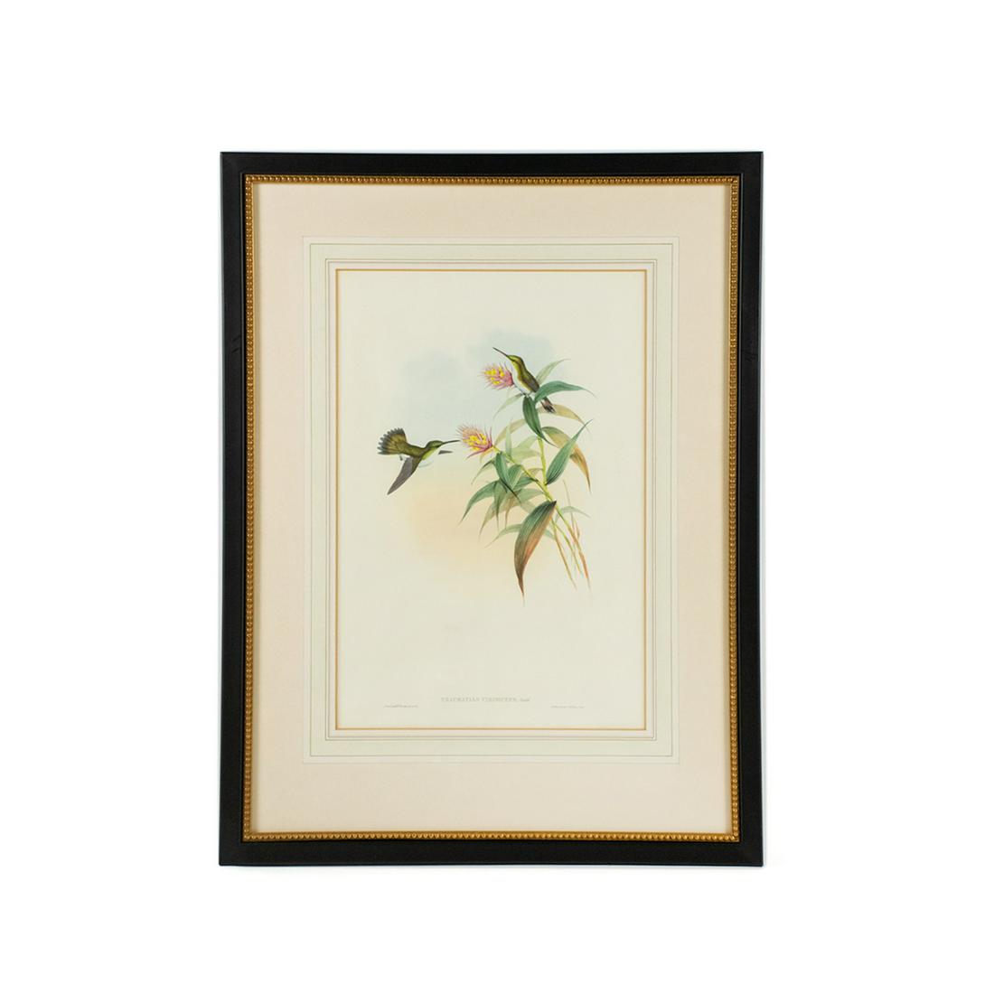 19th C. Hand-Colored Zoological Lithograph by J. Gould: A 19th century antique hand-colored zoological lithograph by John Gould (British, 1804-1881) and Henry Constantine Richter (British, 1821-1902). This work is titled "Thaumatius Viridiceps" and depicts