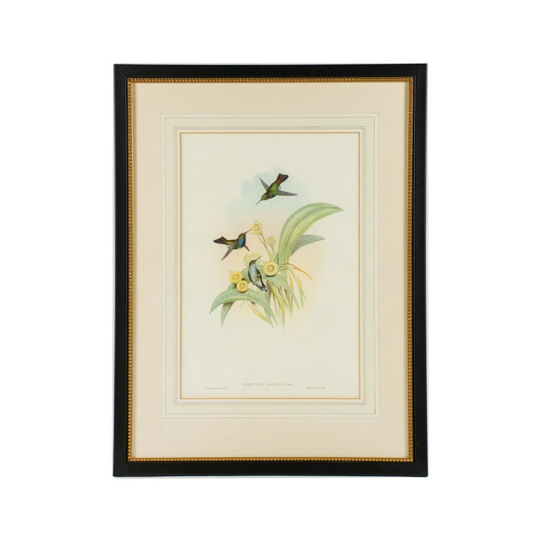 19th C. Hand-Colored Zoological Lithograph by J. Gould: A 19th century antique hand-colored zoological lithograph by John Gould (British, 1804-1881) and Henry Constantine Richter (British, 1821-1902). This work is titled "Damophila Amabilis" and depicts th