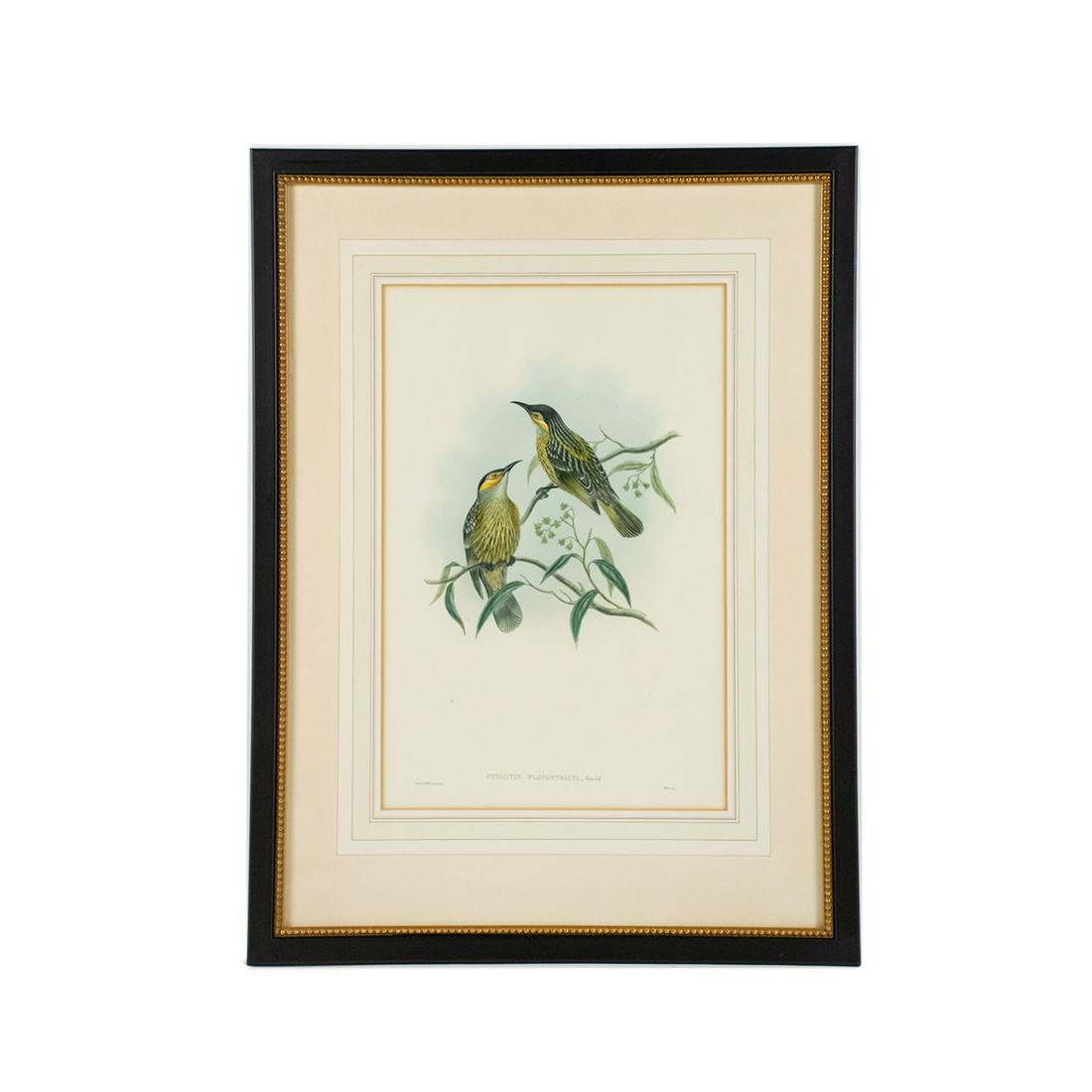 19th C. Hand-Colored Zoological Lithograph by J. Gould: A 19th century antique hand-colored zoological lithograph by John Gould (British, 1804-1881) and William Matthew Hart (Irish, 1830-1908). This work is titled "Ptilotus Flavostriata" and depicts a pair