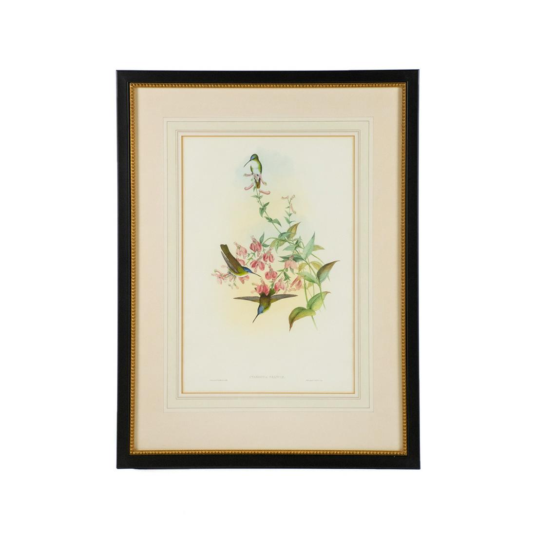 19th C. Hand-Colored Zoological Lithograph by J. Gould: A 19th century antique hand-colored zoological lithograph by John Gould (British, 1804-1881) and Henry Constantine Richter (British, 1821-1902). This work is titled "Cyanomyia Franciae" and depicts th