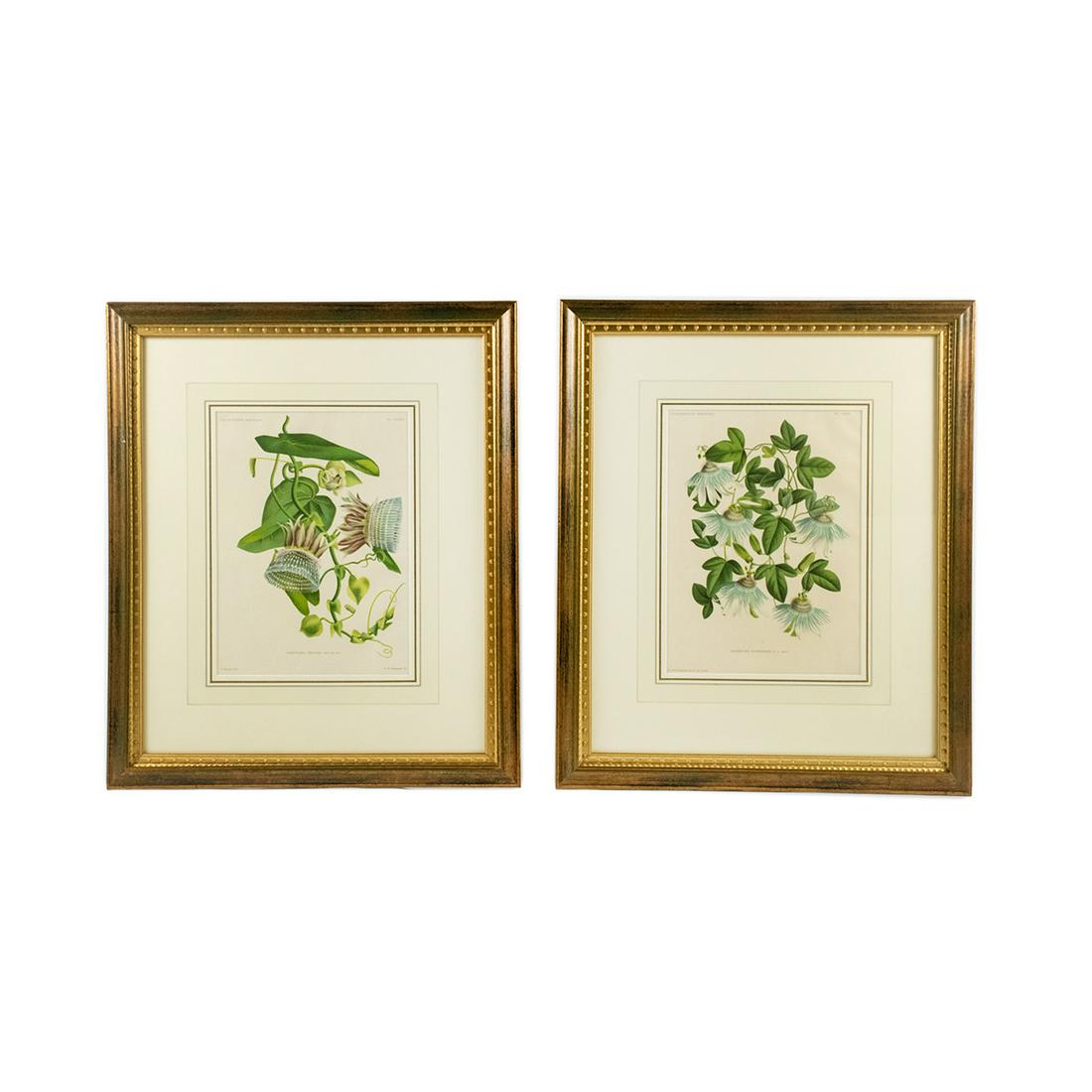 19th C. Botanical Chromolithographs After Pannemaeker: A pair of 19th century antique botanical chromolithographs after Peter de Pannemaeker (Belgian, 1832-?). Each work was featured in "L'Illustration Horticole: Revue Mensuelle Des Plantes Les Plus Remar