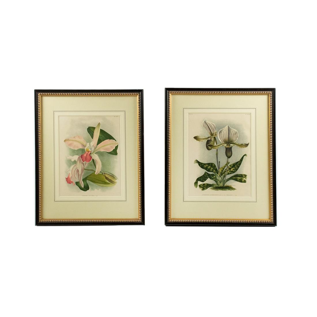 19th C. Botanical Chromolithographs After Pannemaeker: A pair of 19th century antique botanical chromolithographs after Peter de Pannemaeker (Belgian, 1832-?). Each work was featured in "L'Illustration Horticole: Revue Mensuelle Des Plantes Les Plus Remar