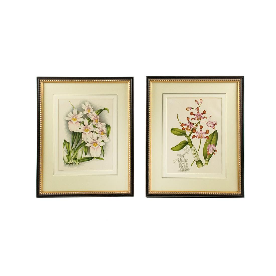 19th C. Botanical Chromolithographs After Pannemaeker: A pair of 19th century antique botanical chromolithographs after Peter de Pannemaeker (Belgian, 1832-?). Each work was featured in "L'Illustration Horticole: Revue Mensuelle Des Plantes Les Plus Remar