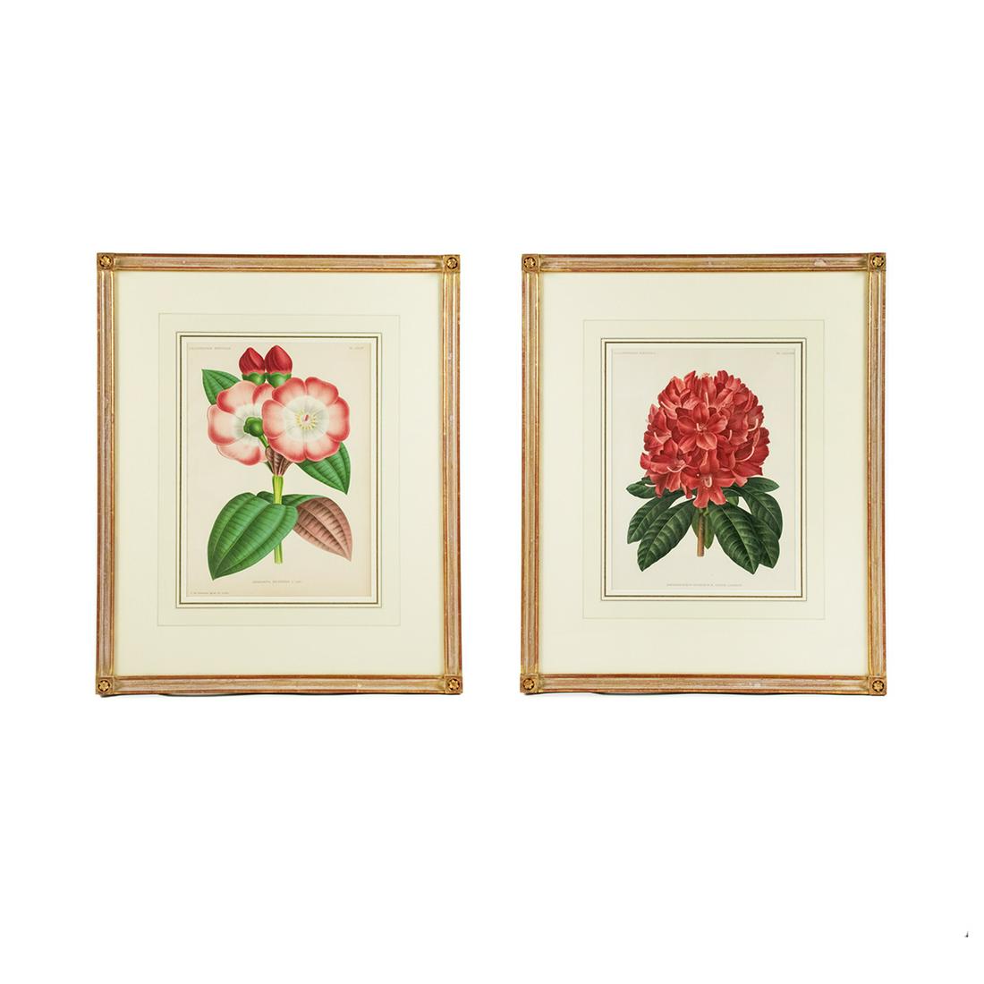 19th C. Botanical Chromolithographs After Pannemaeker: A pair of 19th century antique botanical chromolithographs after Peter de Pannemaeker (Belgian, 1832-?). Each work was featured in "L'Illustration Horticole: Revue Mensuelle Des Plantes Les Plus Remar