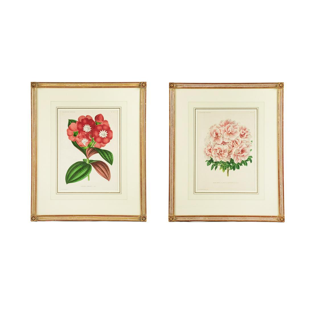 19th C. Botanical Chromolithographs After Pannemaeker: A pair of 19th century antique botanical chromolithographs after Peter de Pannemaeker (Belgian, 1832-?). Each work was featured in "L'Illustration Horticole: Revue Mensuelle Des Plantes Les Plus Remar