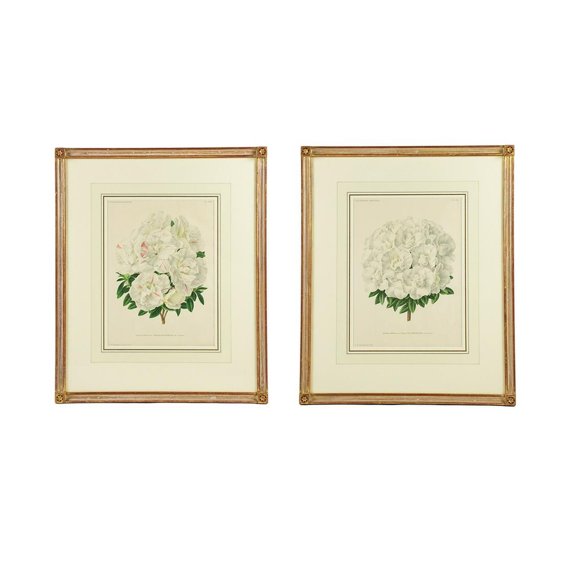 19th C. Botanical Chromolithographs After Pannemaeker: A pair of 19th century antique botanical chromolithographs after Peter de Pannemaeker (Belgian, 1832-?). Each work was featured in "L'Illustration Horticole: Revue Mensuelle Des Plantes Les Plus Remar