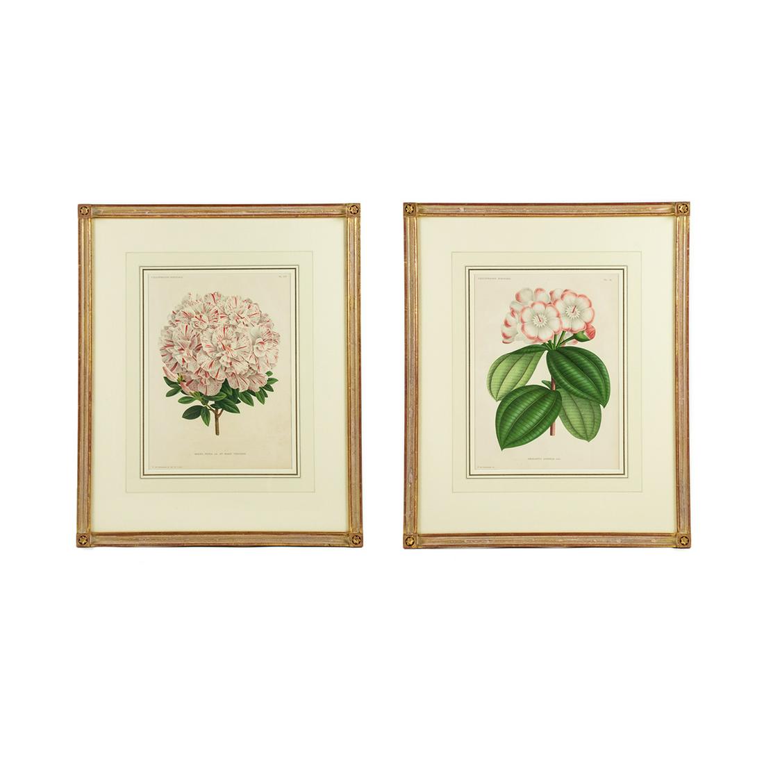 19th C. Botanical Chromolithographs After Pannemaeker: A pair of 19th century antique botanical chromolithographs after Peter de Pannemaeker (Belgian, 1832-?). Each work was featured in "L'Illustration Horticole: Revue Mensuelle Des Plantes Les Plus Remar