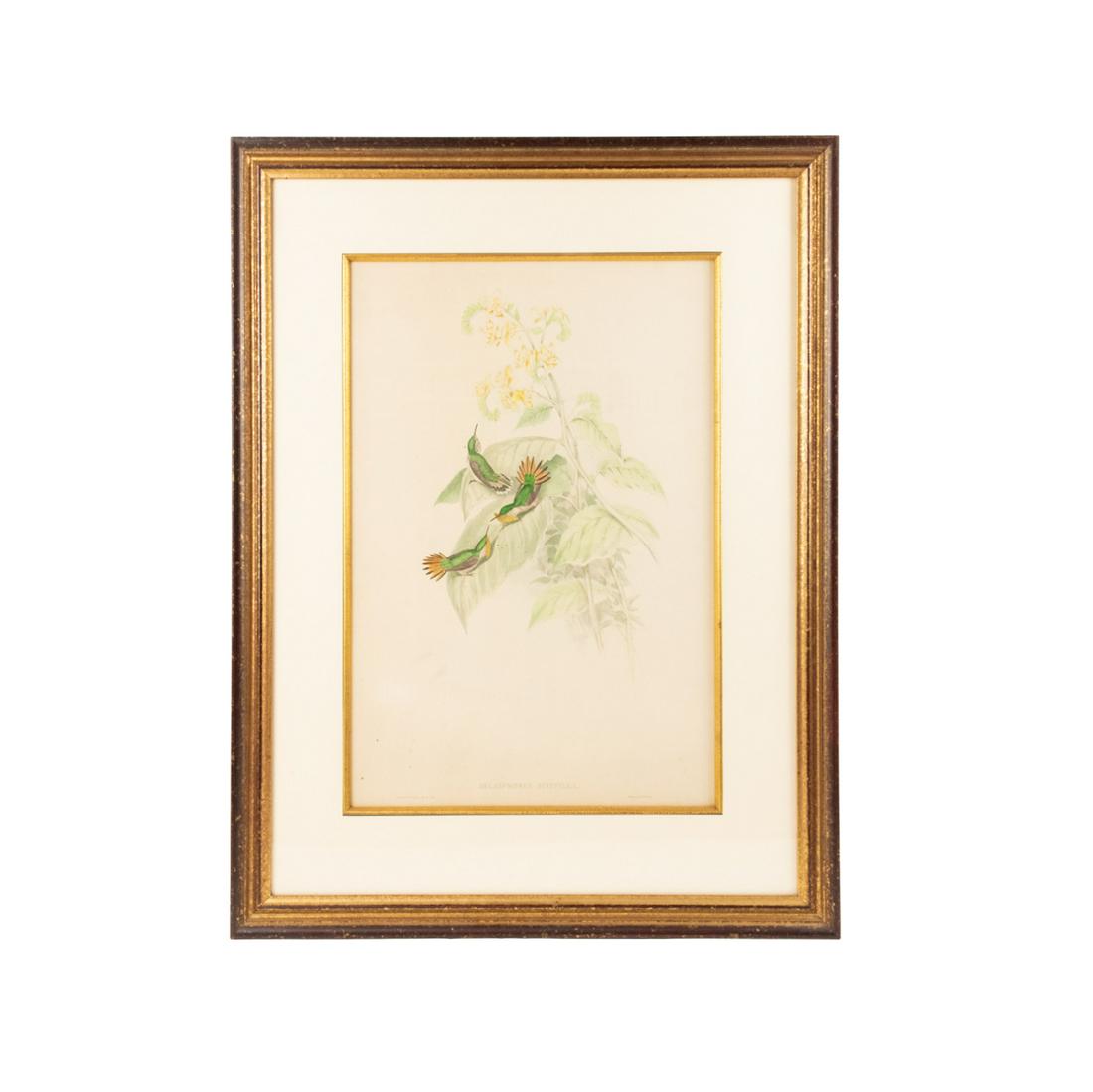 19th C. Hand-Colored Lithograph After J. Gould (1 of 14)