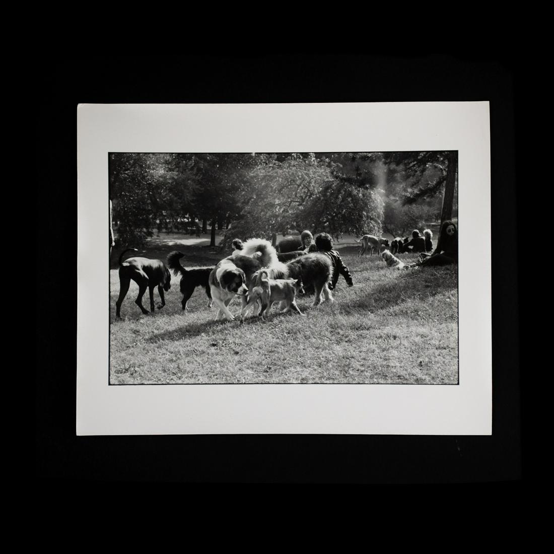 Elliott Erwitt Signed Dogs at the Park Photograph (1 of 11)