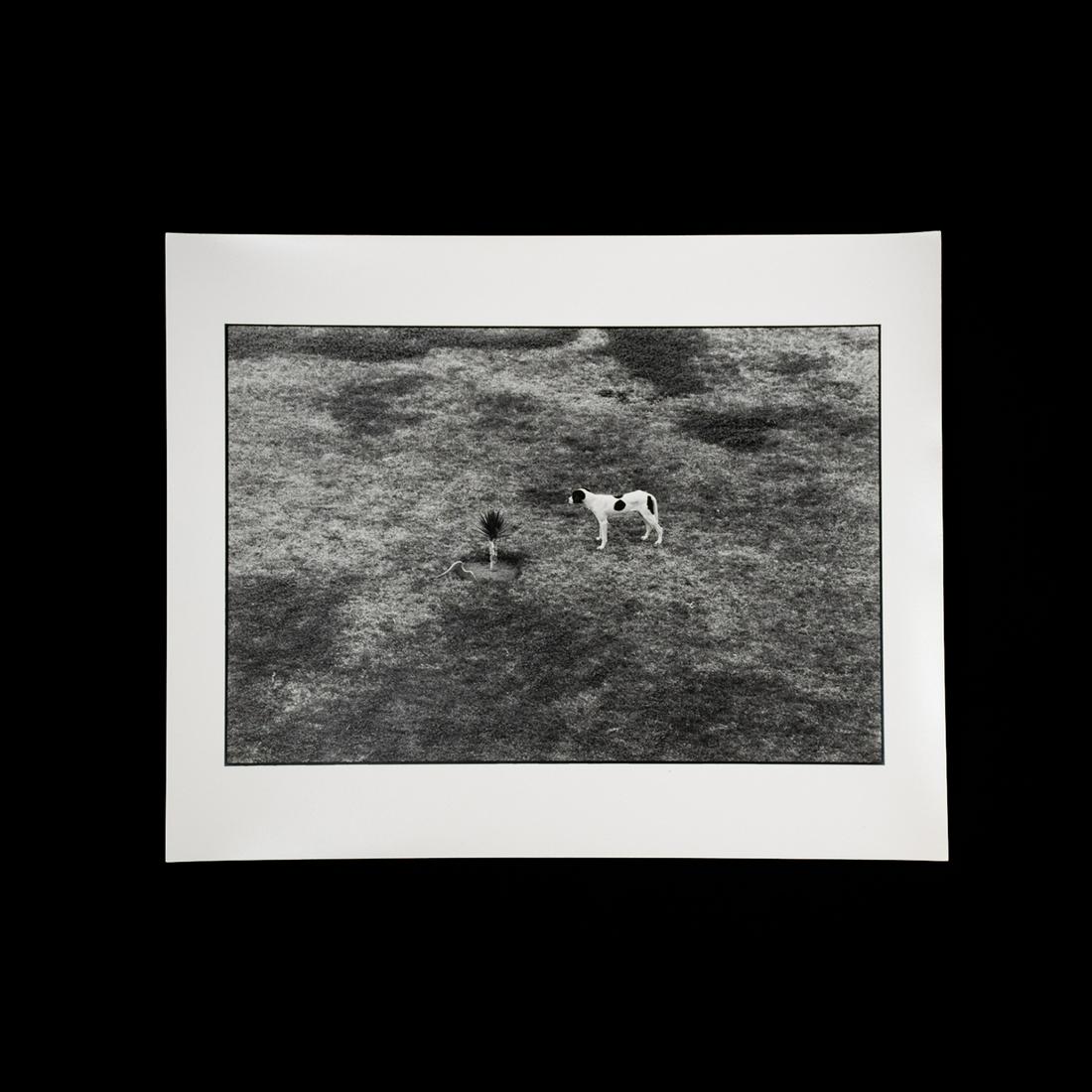 Elliott Erwitt Signed Dog in a Field Photograph (1 of 9)