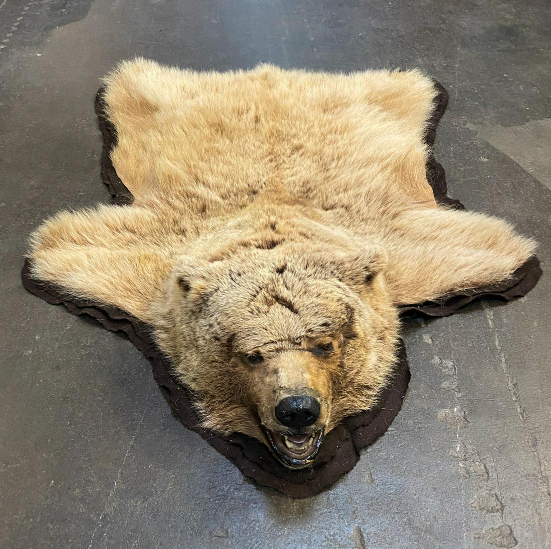 Alaskan Grizzly Bear Taxidermy Full Hide Rug (1 of 13)