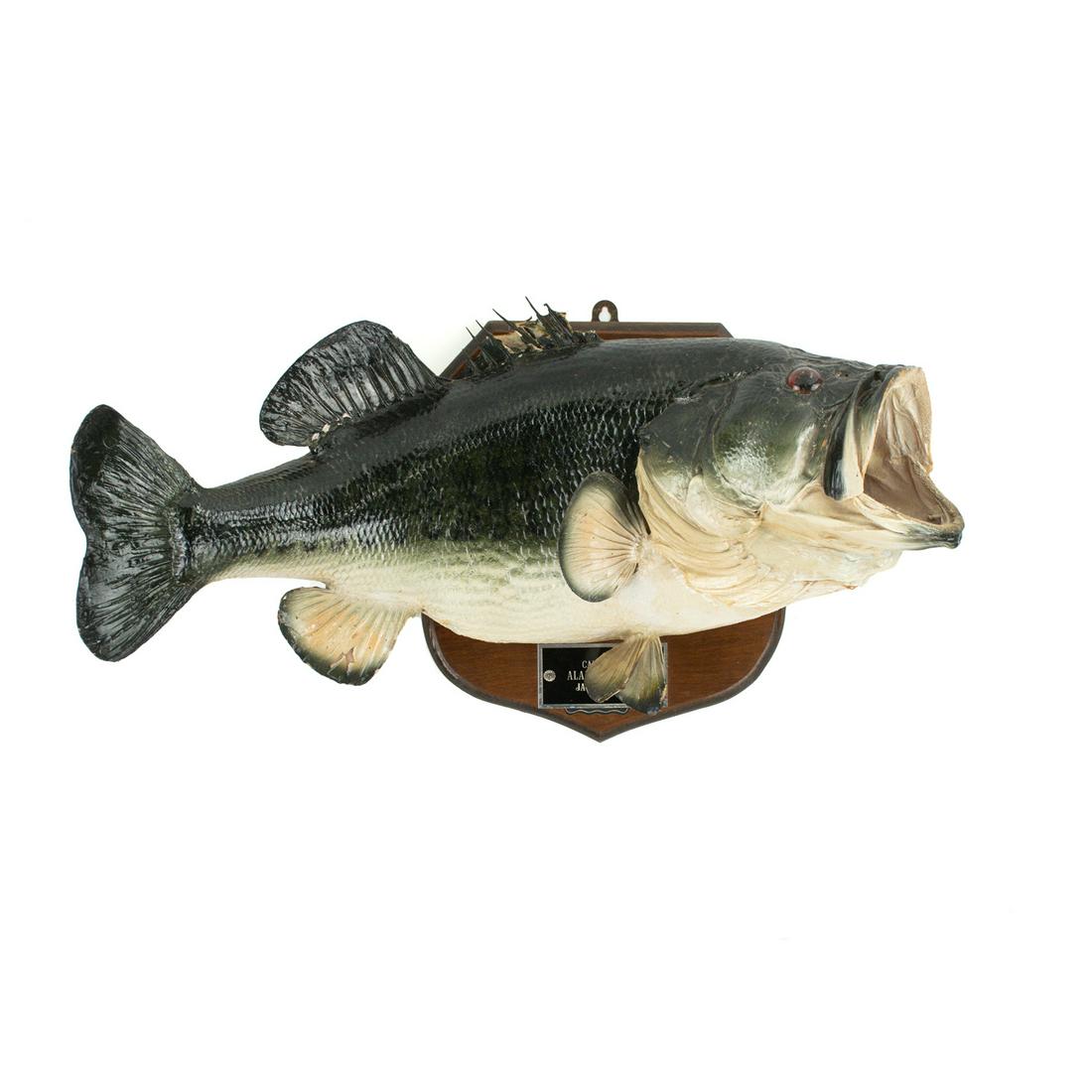 Largemouth Bass Taxidermy Fish Wall Mount (1 of 14)