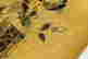 item-131377285=7