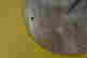item-131377388=10
