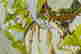 item-131377495=12