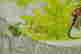 item-131377495=6
