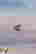 item-131377541=5