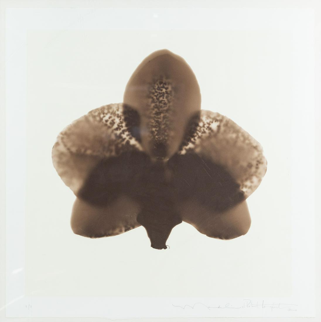 Phalaenopsis Orchid X-Ray Lithograph Signed (1 of 10)