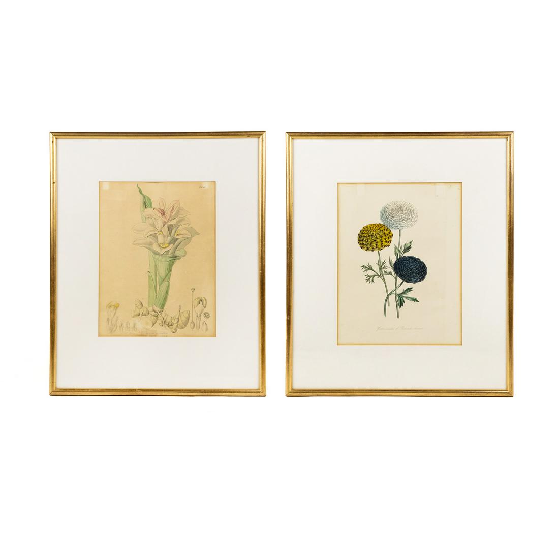 (2) 19th C Botanical Etchings - Turmeric / Ranuncula (1 of 19)