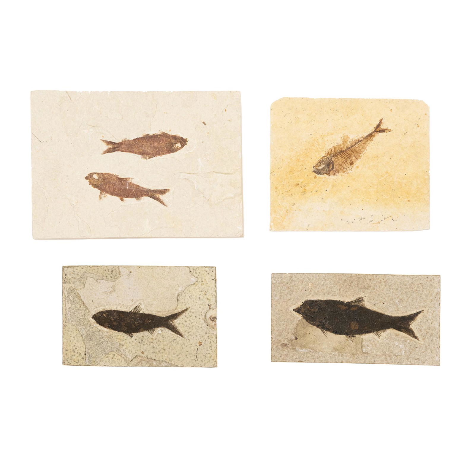 (4) Assorted Unidentified Preserved Fish Fossils (1 of 6)