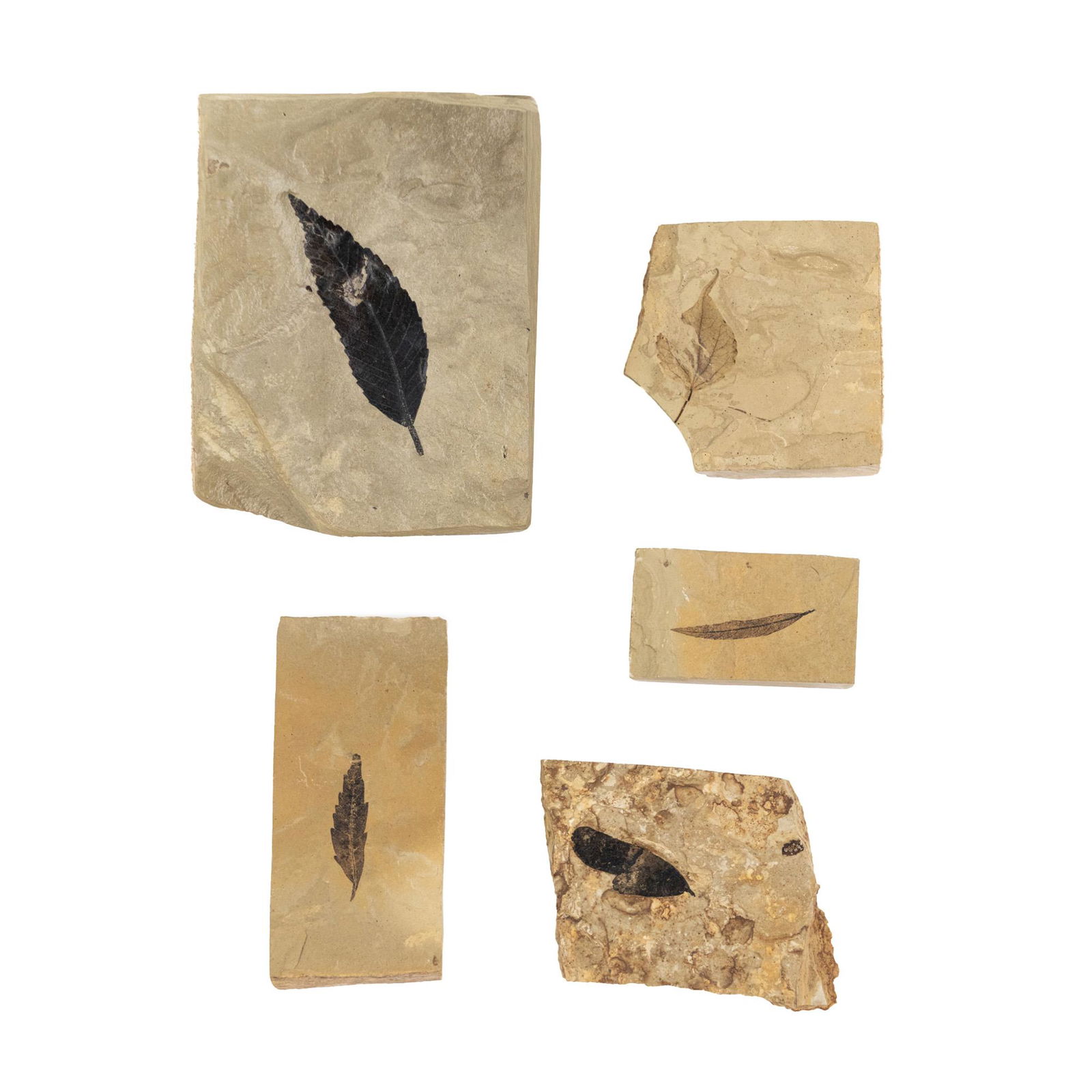 (5) Assorted Unidentified Preserved Leaf Fossils (1 of 5)