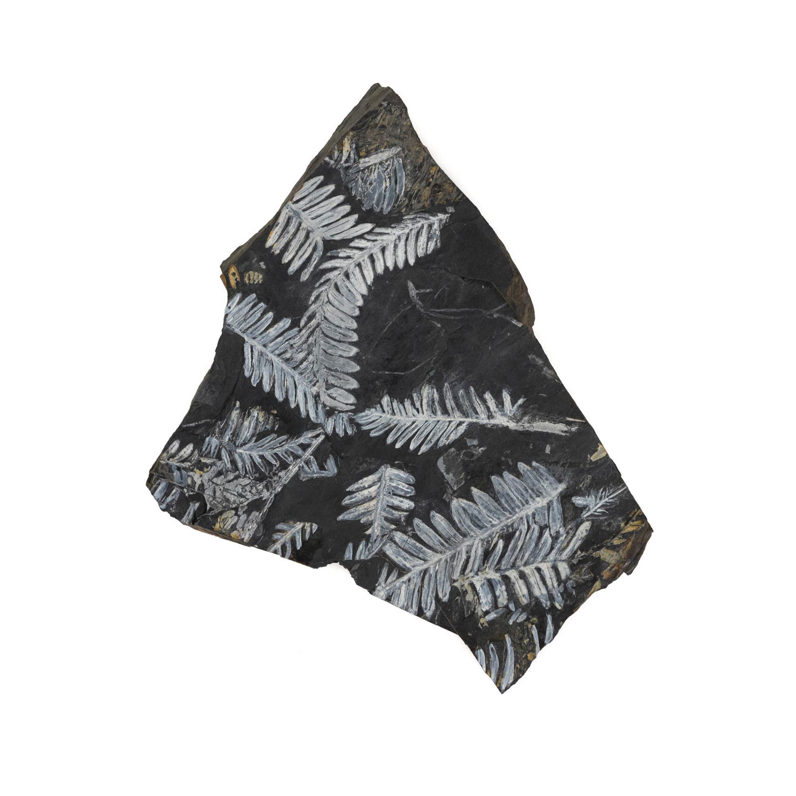 Fern Fossils Shale Stone Slab: A rough hewn slab of shale stone having several preserved fossil ferns across both sides emphasized with white coloration.