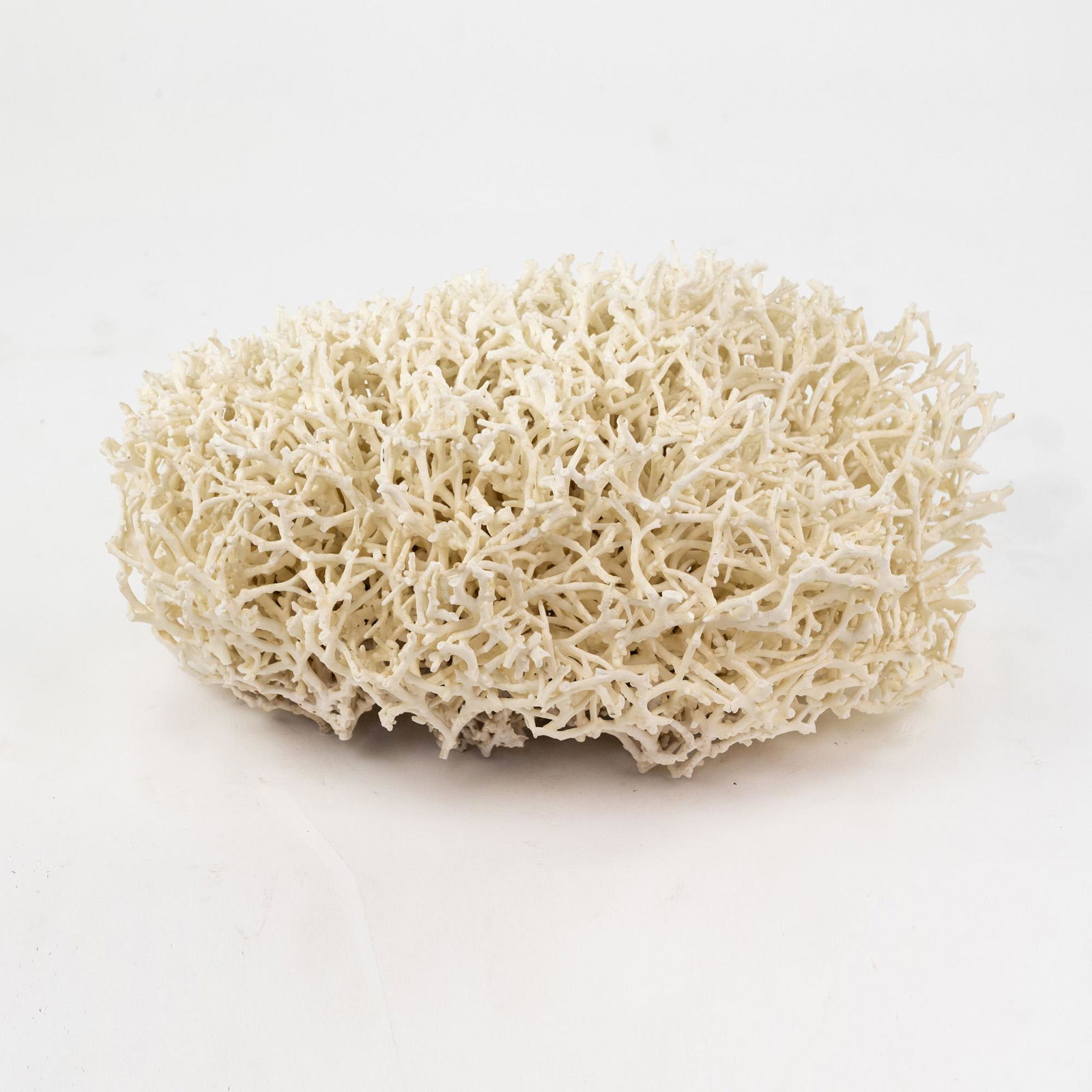 Large Calcified Birdsnest Coral Cluster (1 of 7)