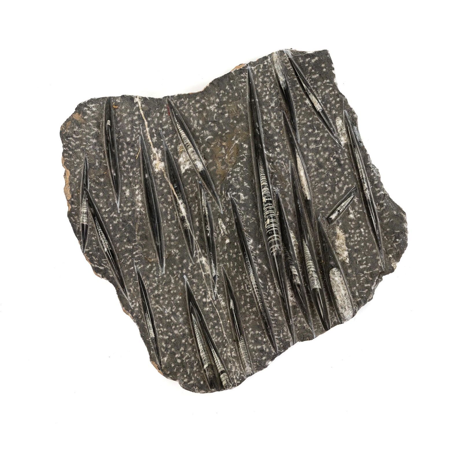 Large Stone Orthoceras Fossil Plate (1 of 10)