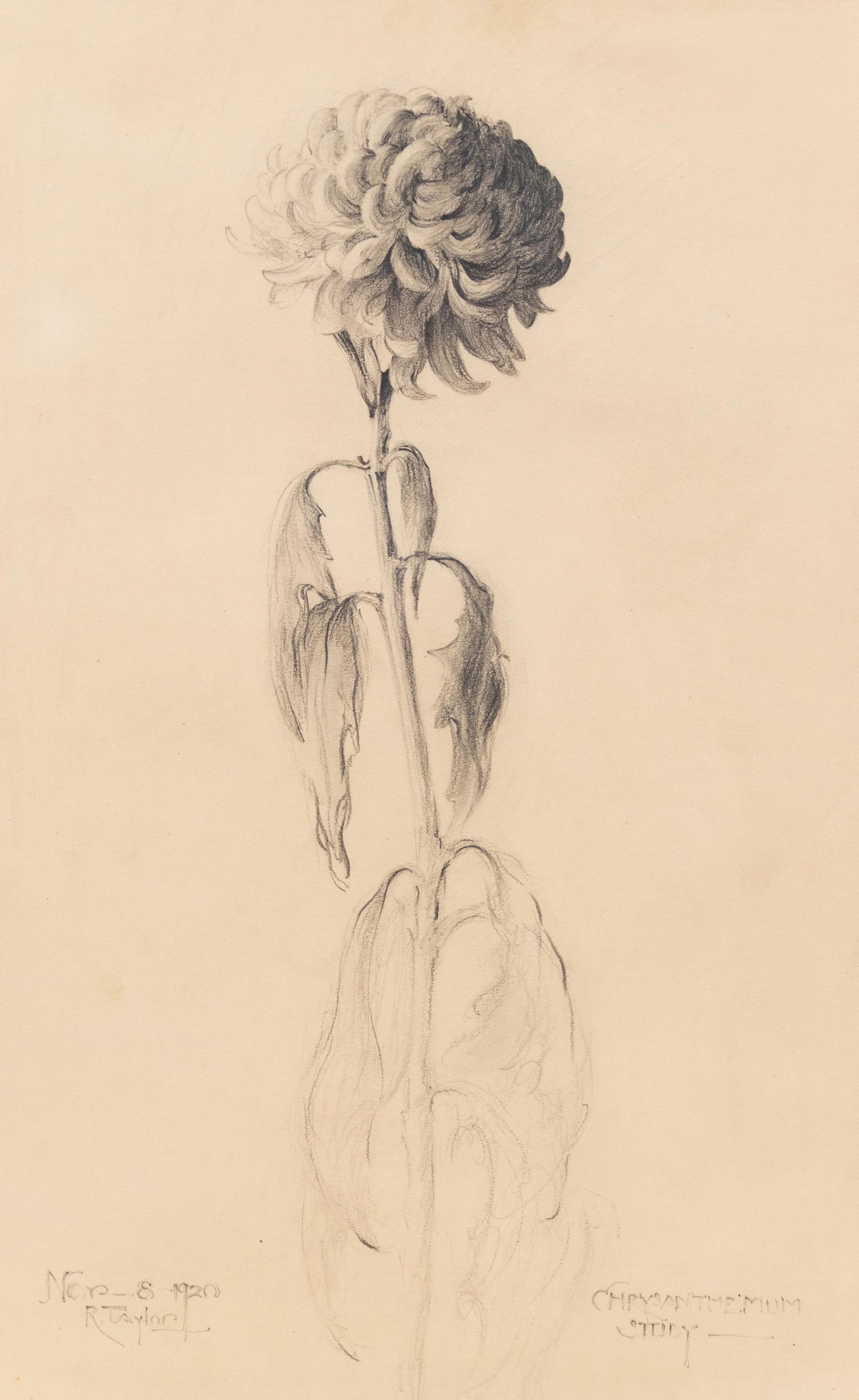 1920 Ruth Taylor Floral Still Life Graphite Sketch (1 of 9)