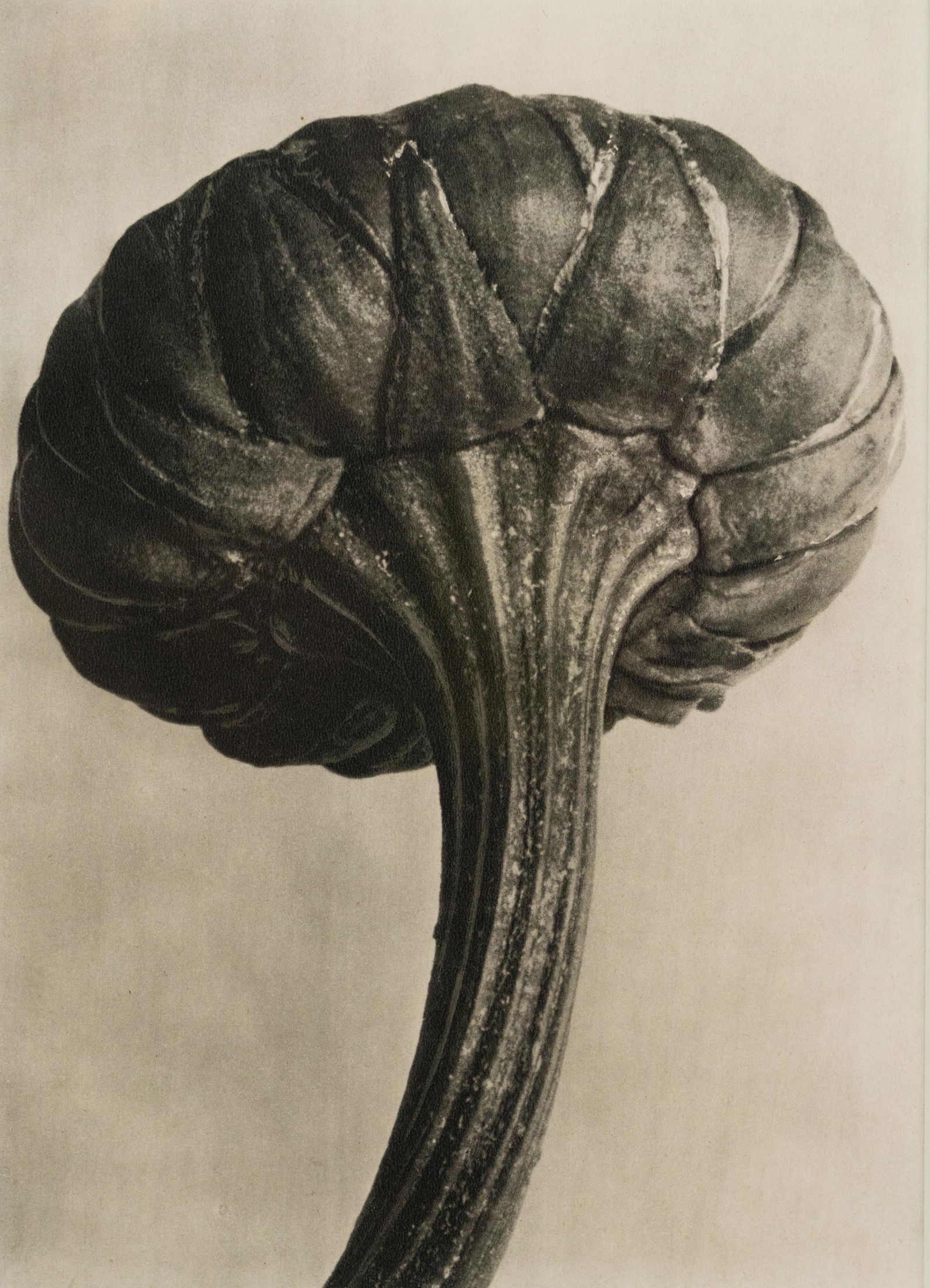 Karl Blossfeldt 'Chrysanthemum' Photogravure Print (1 of 10)