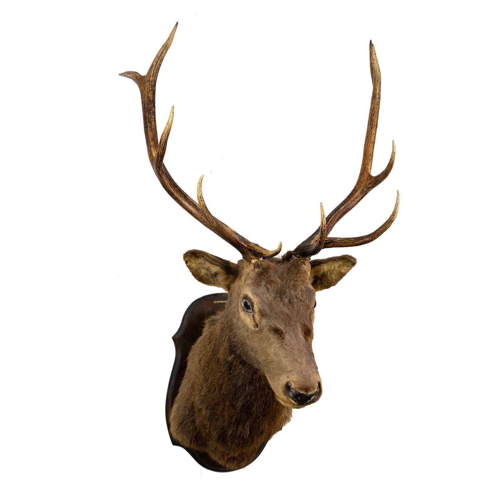 Wyoming Elk Taxidermy Shoulder Mount (1 of 15)
