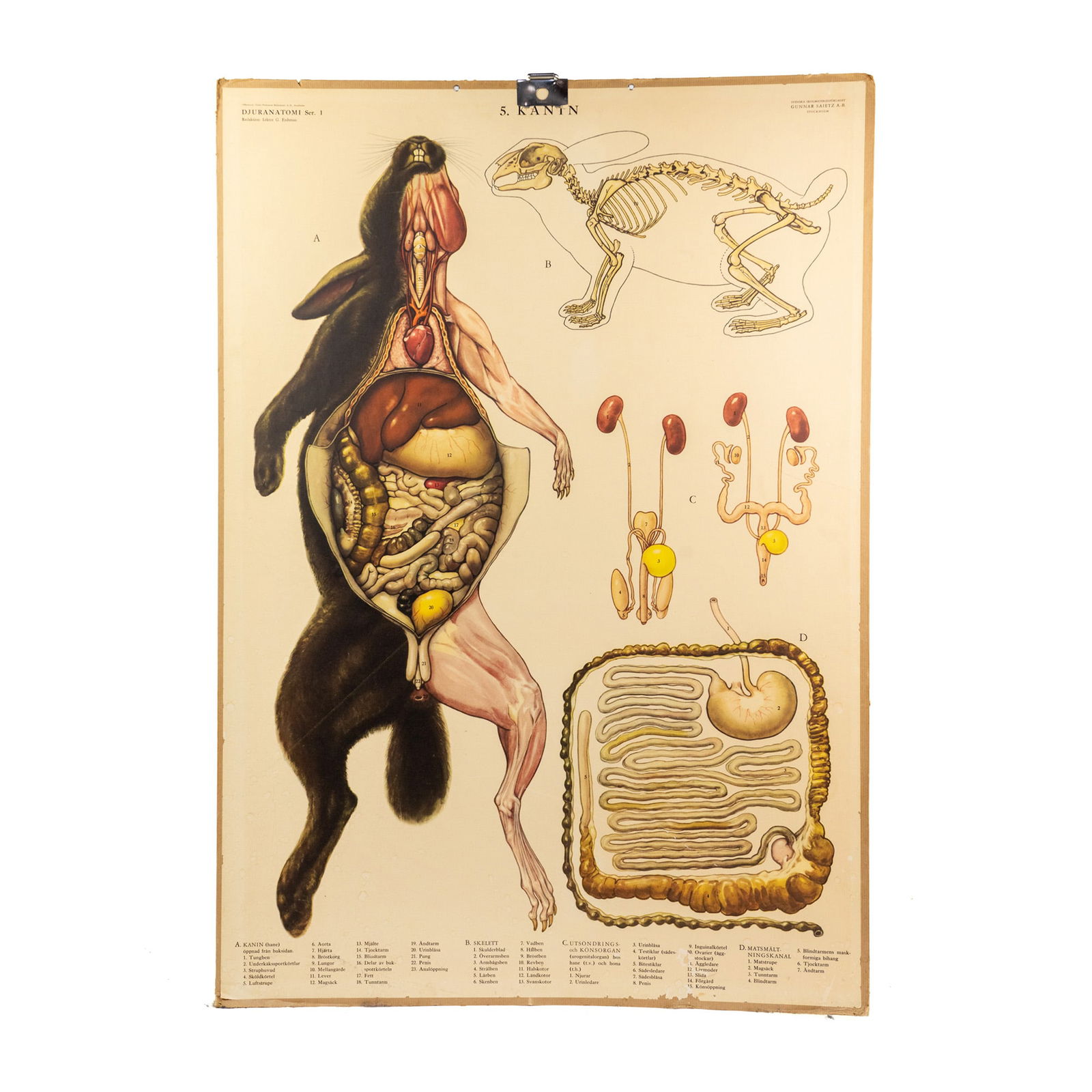 Swedish School '5. Rabbit' Anatomy Offset Lithograph Poster (1 of 10)