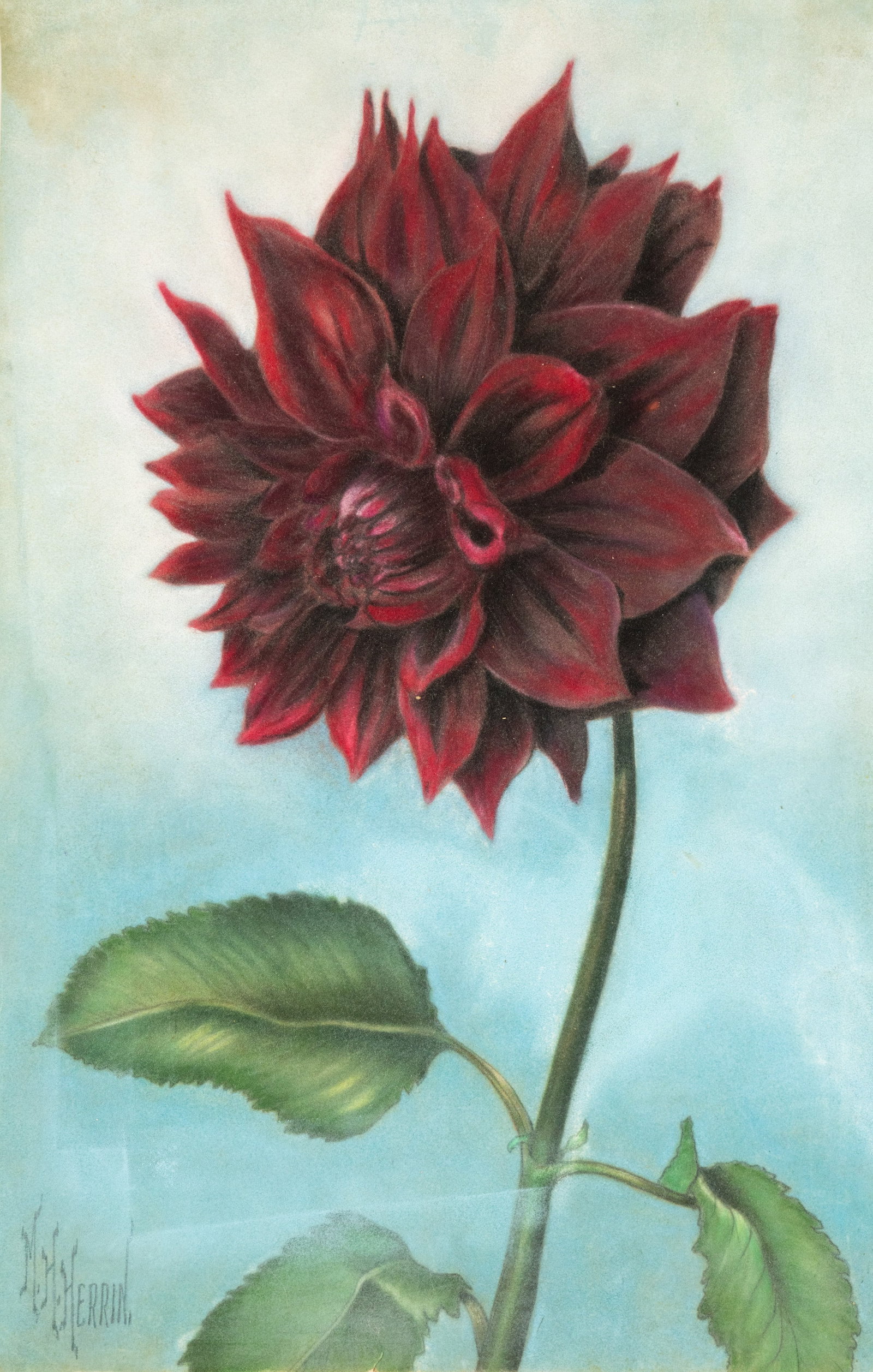 M.H. Herrin Red Dahlia Still Life Pastel on Paper: A M.H. Herrin (American, b. 1897) pastel on paper drawing depicting a still life of a red dahlia flower. Signed lower left. Unframed.