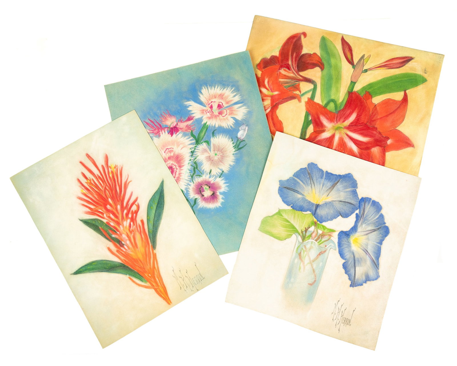 (4) Group of Herrin Floral Still Life Pastel on Paper: A group of (4) M.H. Herrin (American, b. 1897) pastel on paper drawings each depicting a different species of flowers. Three signed lower left; the drawing of Amaryllis signed lower right. Each unfram