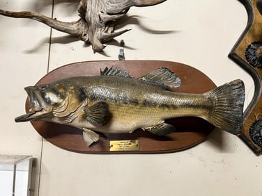 Largemouth Bass Taxidermy Texas